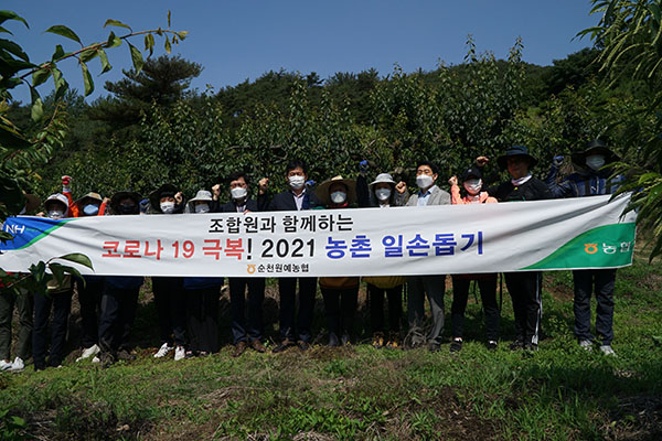 순천원협 임직원 매실수확 농촌봉사 활동 실시