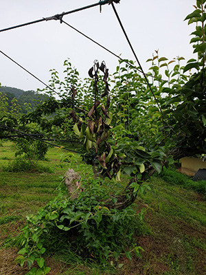 안성 배 과수원 과수화상병 확진