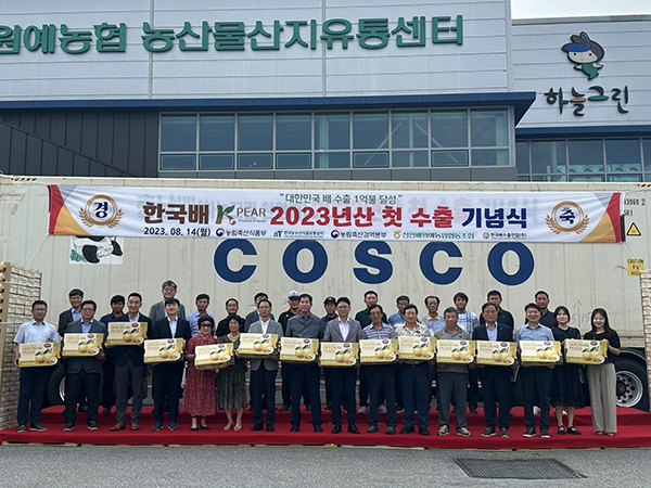 금년산 조생종 배 대미 본격 수출