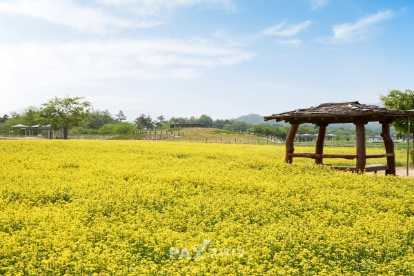 [포토]양주시 나리농원 유채꽃 활짝... 24일부터 무료입장