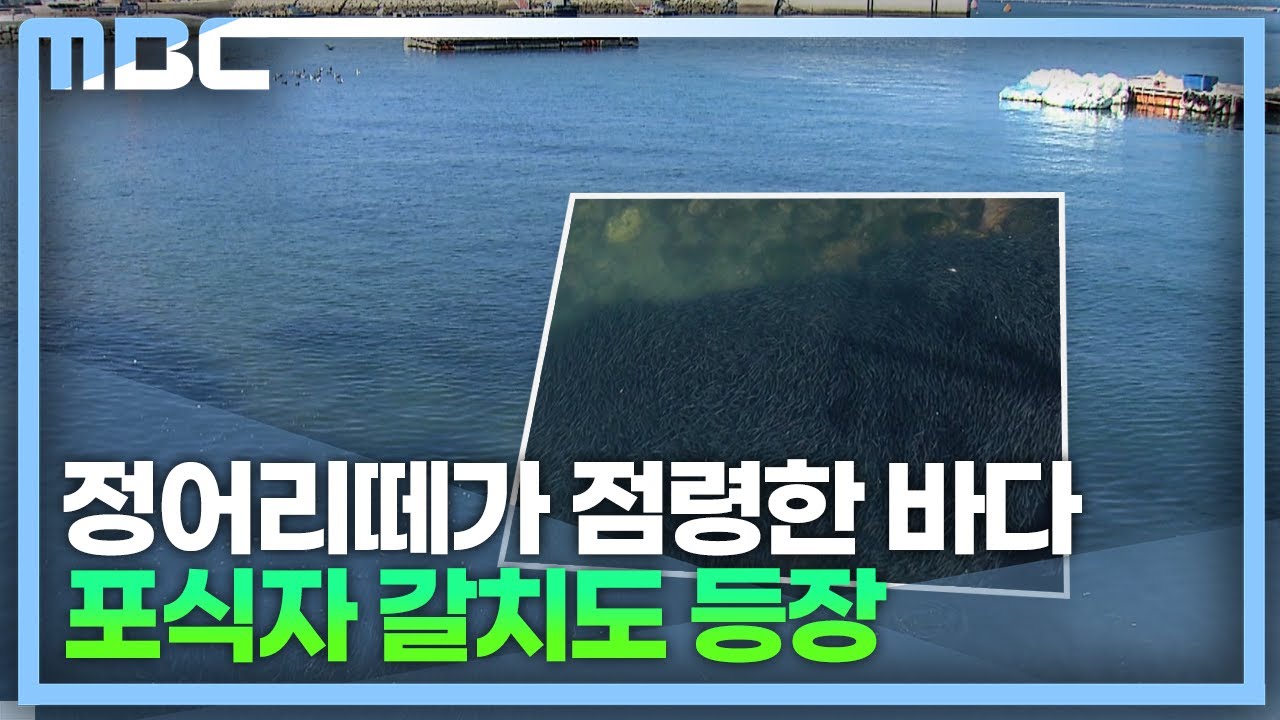 통영 용호도 정어리떼 20일 이상 머물러