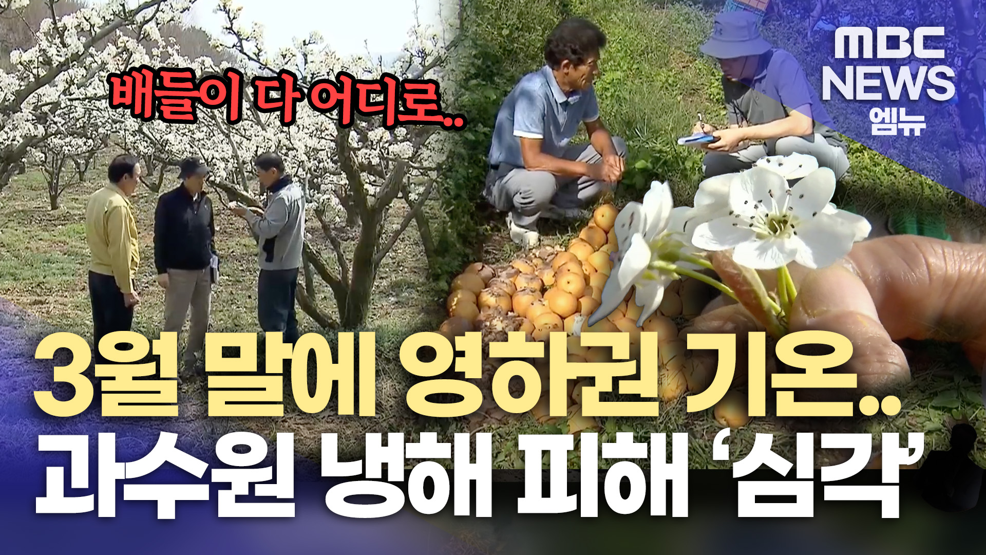영하권 기온에 배 과수원 70% 이상 저온 피해