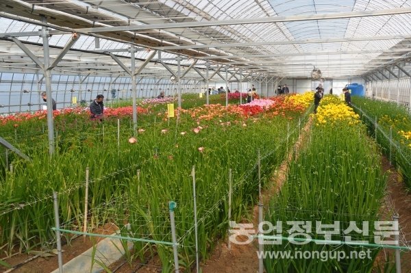 충남농기원, 프리지아 신품종 무병 우량묘 보급