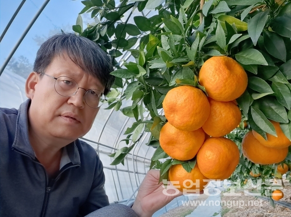 전북지역 적합 감귤 우수 신품종 3종 선정