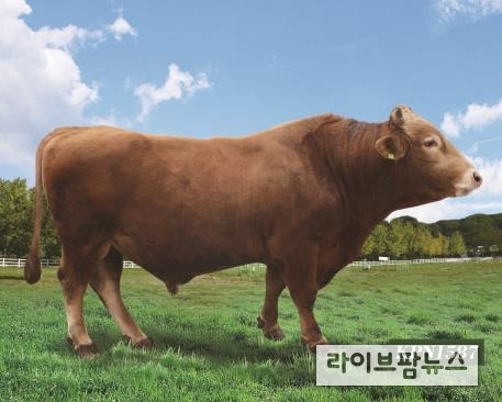 청룡의 해, 한우 개량 이끌 국가대표 씨수소 선발