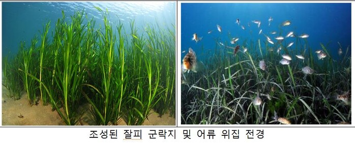 한국수산자원공단, 남해안에 잘피숲 8ha 조성