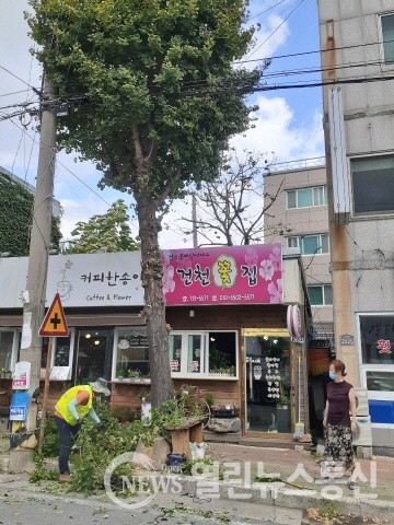 경주시, 재해 대비 가로수 전정 작업 시행