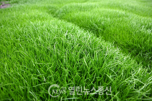 면역력 높이는 건강채소 해남 세발나물 본격 출하
