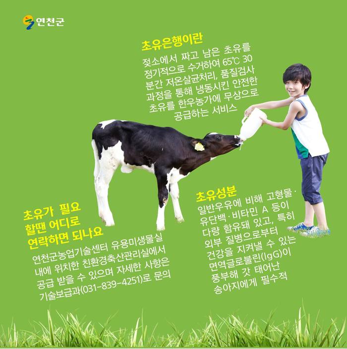 연천군, 한우 송아지 초유은행 운영