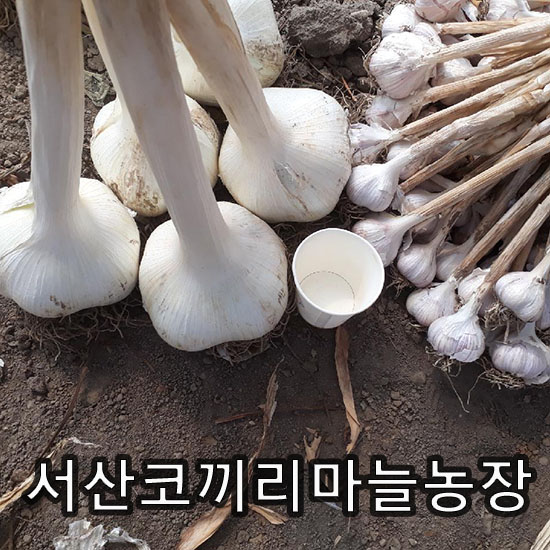 서산코끼리마늘 농장, 예약구매 이벤트 실시