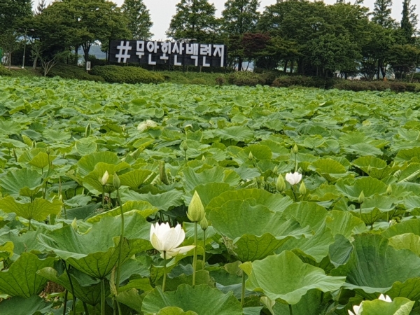 무안 회산백련지, 초록색 연잎과 하얀 연꽃 장관 이뤄