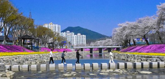 최영일 순창군수 역점 사업 경천 양지천 수변 개발...꽃잔디 정원으로 첫 결실