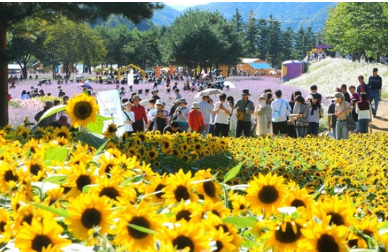 제6회 인제가을꽃축제