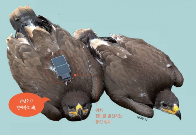 [애니멀리포트] 초원수리 민은 어쩌다 통신요금 폭탄을 맞았나