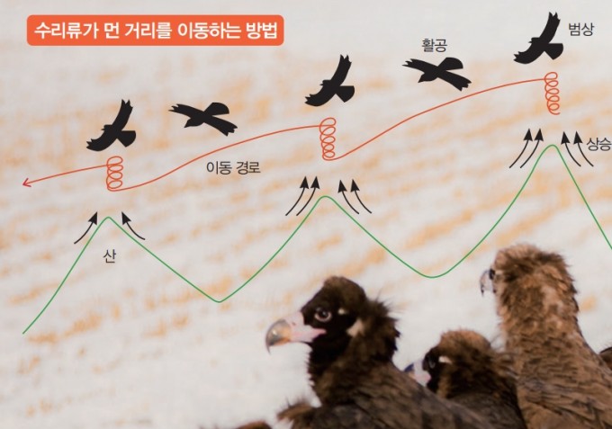 [애니멀리포트] 초원수리 민은 어쩌다 통신요금 폭탄을 맞았나