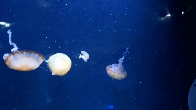 메뉴판서 피쉬 앤 칩스 사라지고 해파리 앤 칩스 먹어야할 날 온다