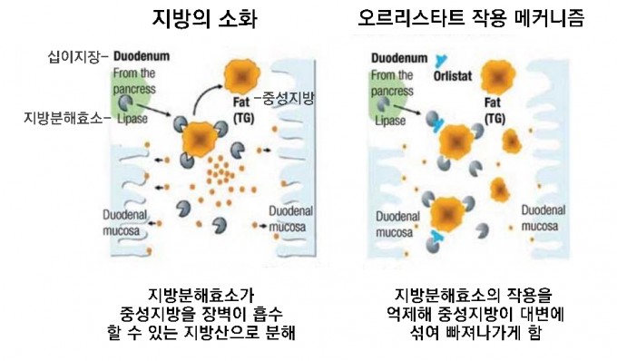 [강석기의 과학카페] 비만치료제 게임체인저 나왔나