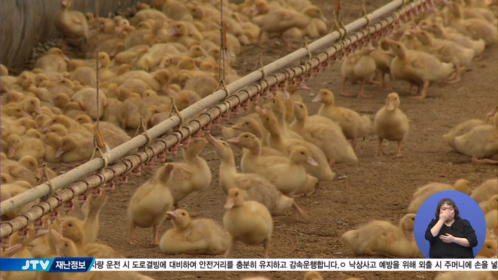 부안 오리농장 고병원성 조류인플루엔자 확진