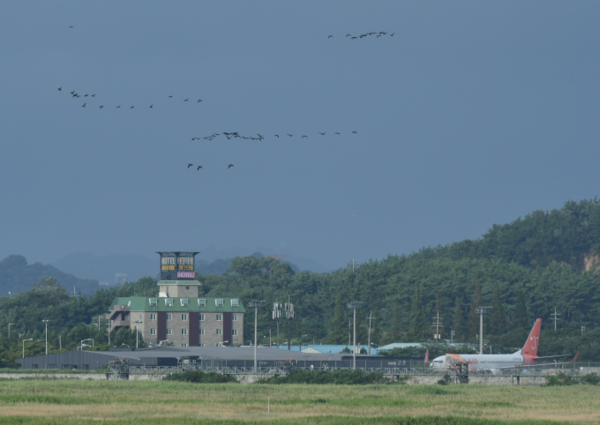 저어새 쉼터 새만금 수라갯벌, 신공항 건설로 사라질 위기