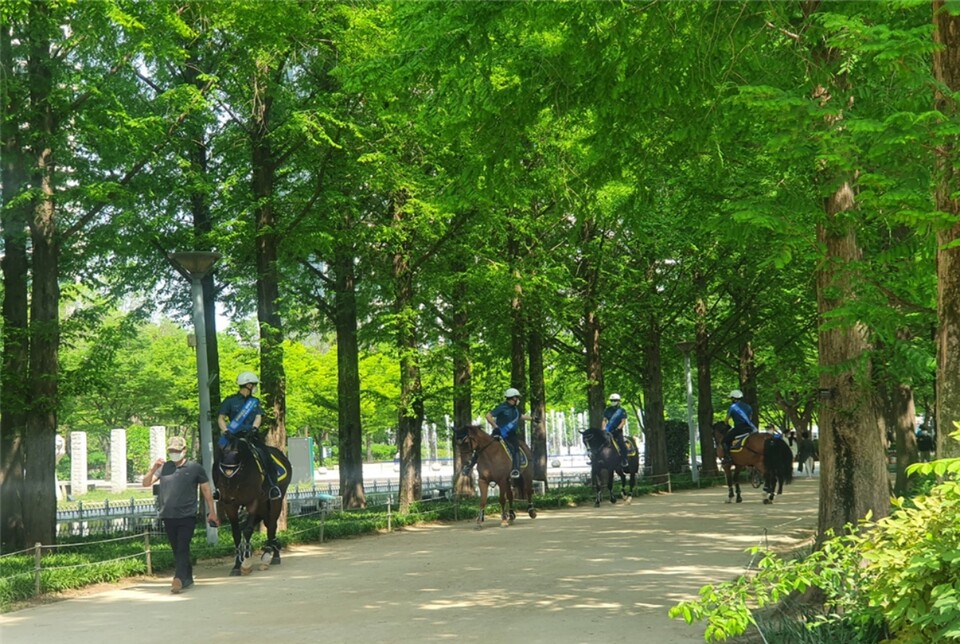 숲을 닮은 공원, 특별한 서울시 행사들