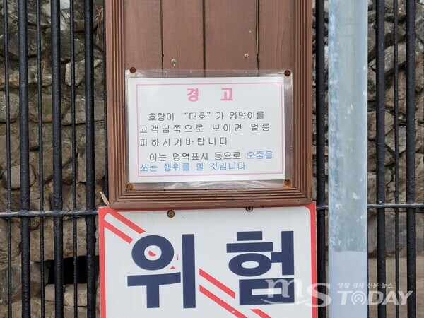 춘천 육림랜드 호랑이 대호가 전하는 호랑이 기운!