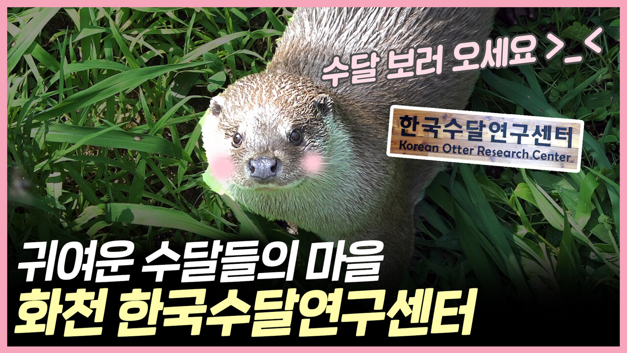 귀여운 수달 마을 화천 한국수달연구센터