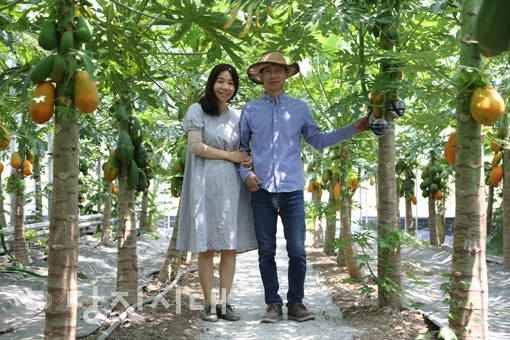 열대과일 체험농장 나나군파파양을 운영하는 이범재·홍승옥 부부(송산면 삼월리)당진에서 만나는 천사의 열매