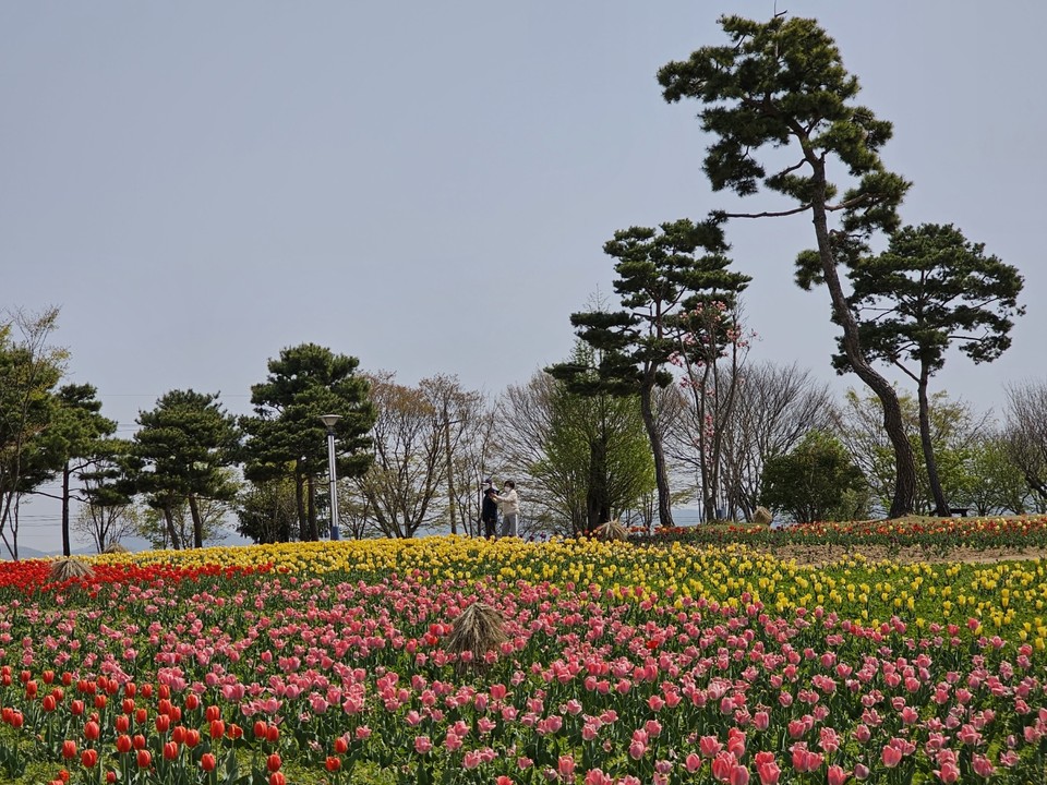 화려한 자태 뽐내는, 여주 금은모래강변공원 튤립
