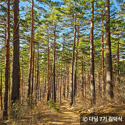 겨울에도 피톤치드 가득한 푸른숲 4곳