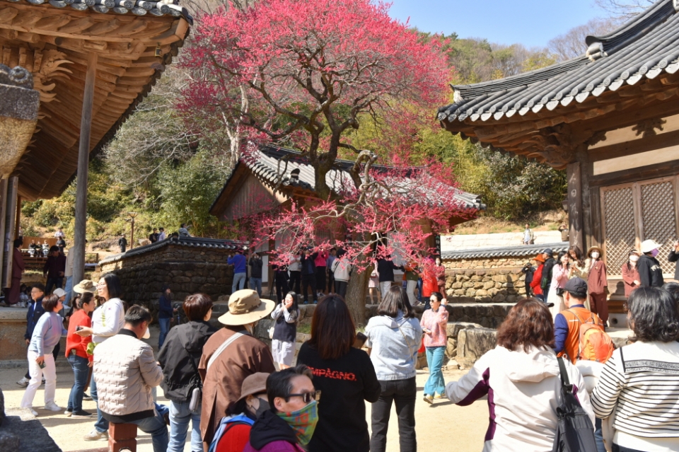 매화 향기에 지리산 활짝, 상춘객은 웃음꽃 활짝