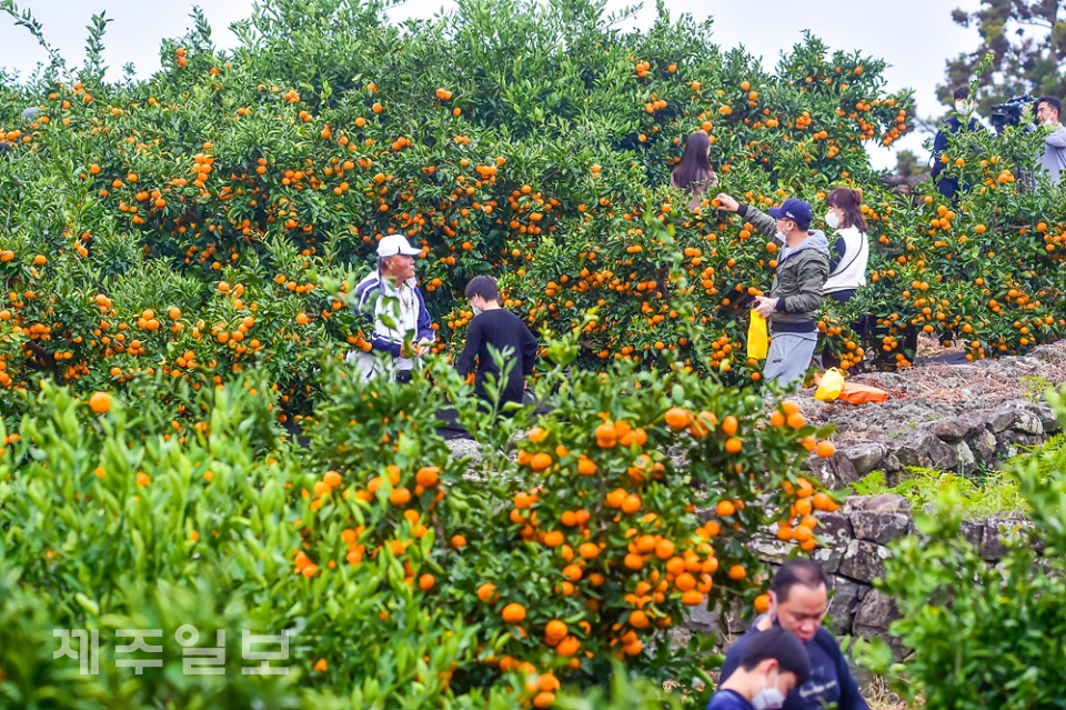 2022 제주국제감귤박람회 감귤 따기 체험