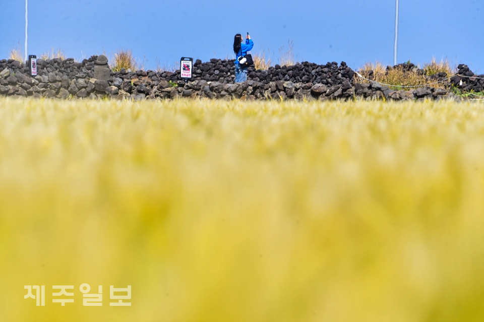 노랗게 익어가는 보리밭