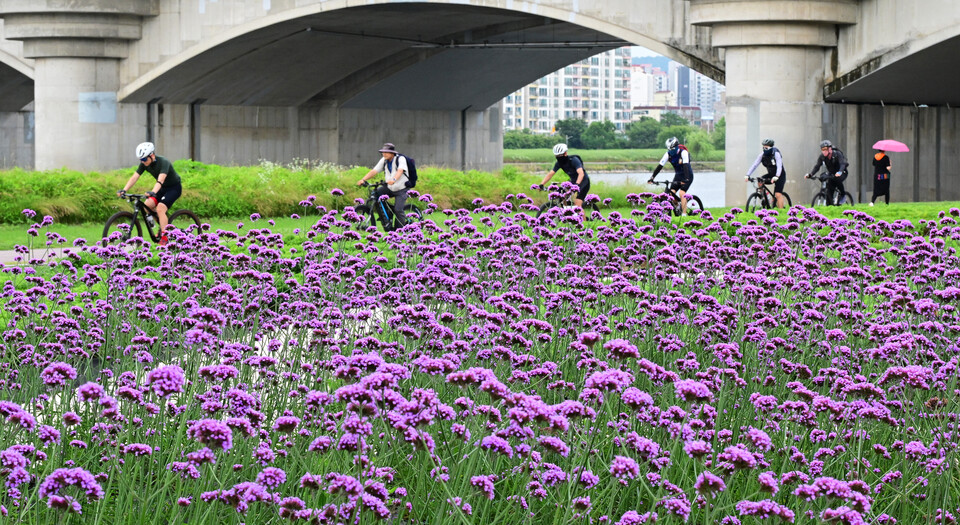 그라스정원, 보라빛 버베나 활짝