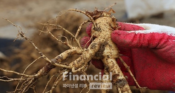 [역사속 경제리뷰] 고려인삼