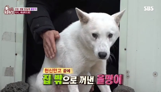 ‘동물농장’ 우울증 앓는 견공 ‘올망이’ 왜 마음의 문 닫았을까