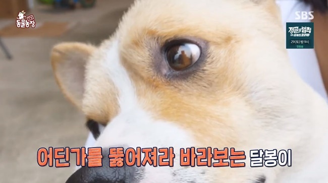 ‘동물농장’ 달봉이vs덕고, 눈만 마주쳐도 으르렁 ‘외나무다리 앞 원수’