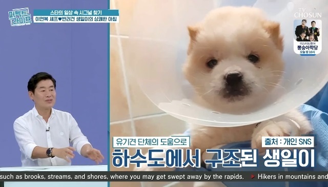 이연복 “하수구서 건진 안락사 앞둔 유기견 데려와” (퍼펙트 라이프) [결정적장면]