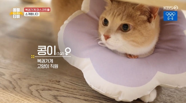 “백혈병 투병 중 만난 인연” 월드컵 문어 뺨치는 부산 복권방 고양이(동물티비)