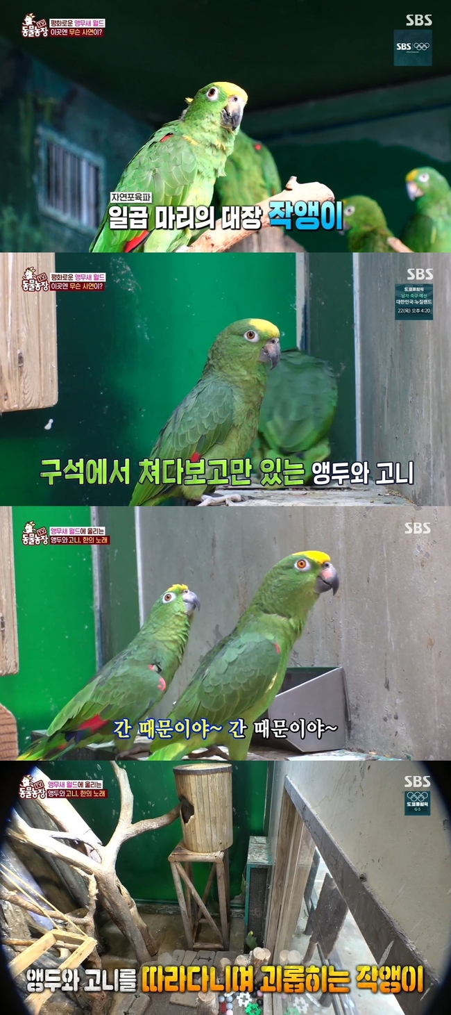 노래하는 앵무새 앵두·고니, 무리에서 고립된 이유 (동물농장)