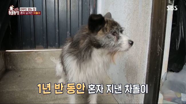 주인 없이 홀로 남겨진 반려견 ‘차돌이’의 안타까운 이별(TV동물농장)