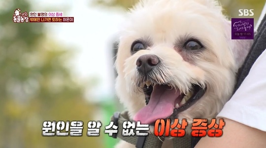 동물농장 하온이, 산책만 하면 기침+구토…집 안팎 텐션 달라 흥분도↑