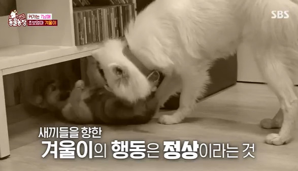 7남매 괴롭히는 초보 엄마 겨울이? 알고 보니 “견주 개입이 문제”(동물농장)