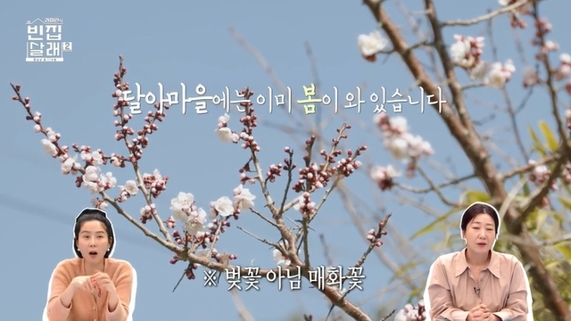 ‘마이큐♥’ 김나영 “벚꽃놀이 가야겠다” 개화 소식에 설렘(빈집살래2)[결정적장면]