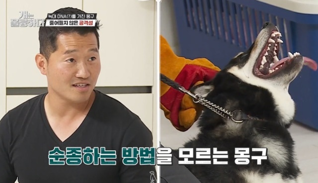 “30명 정도 물려” 강형욱, 시바견 몽구와 역대급 대치 (개훌륭)[어제TV]