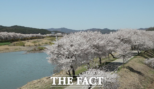 보은 보청천 50리 ‘연분홍’ 벚꽃길 장관[TF사진관]