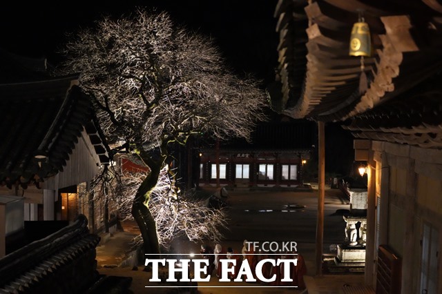 지리산 화엄사 홍매화, 천연기념물 지정 고시...지리산 구례 화엄매