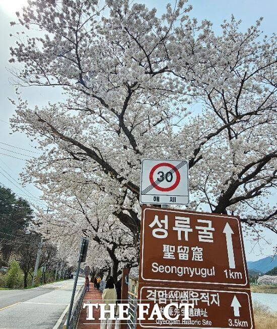 하얀 벚꽃송이가 울려 퍼지는 곳, 울진 성류굴 벚꽃길[TF사진관]