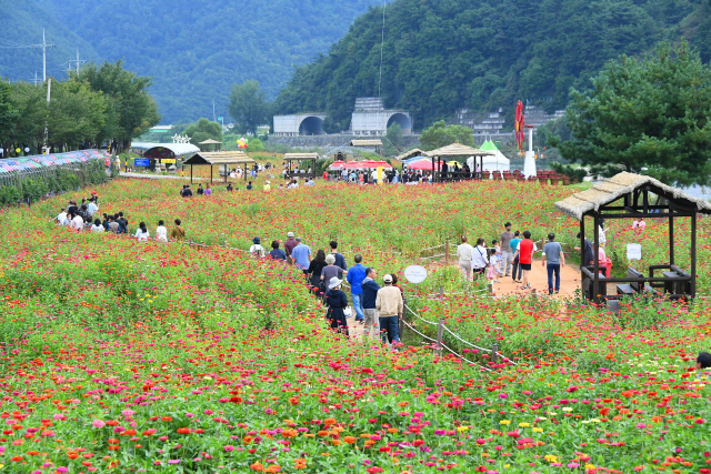 평창백일홍축제 방문객 가을꽃 향기 만끽