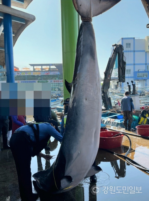 동해 묵호항 앞바다서 800kg 밍크고래 혼획… 4500만원에 위판