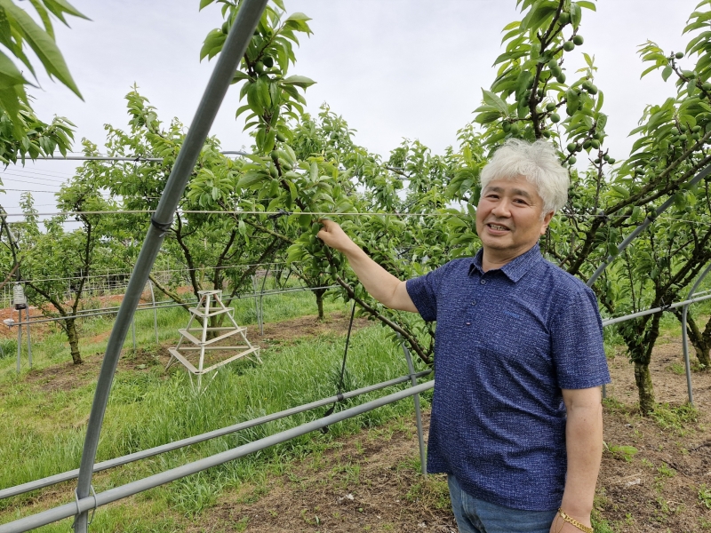 [남·별·이]공직 퇴직 후 자두농장 일구는 서명홍 씨 월출산 바라보며 커가는 열매와 힐링